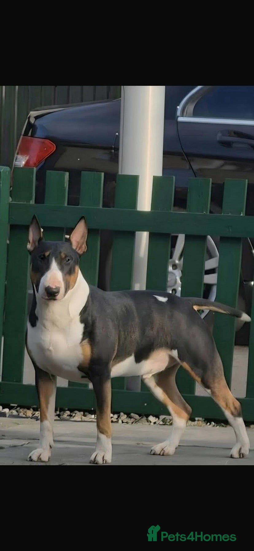 English Bull Terrier dogs Tri coloured bull terrier for studding (CHAOS) - Advert 1