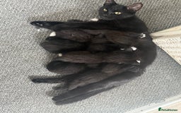 Mixed Breed cats for sale: Kittens for sale ready October 14th - Image 9