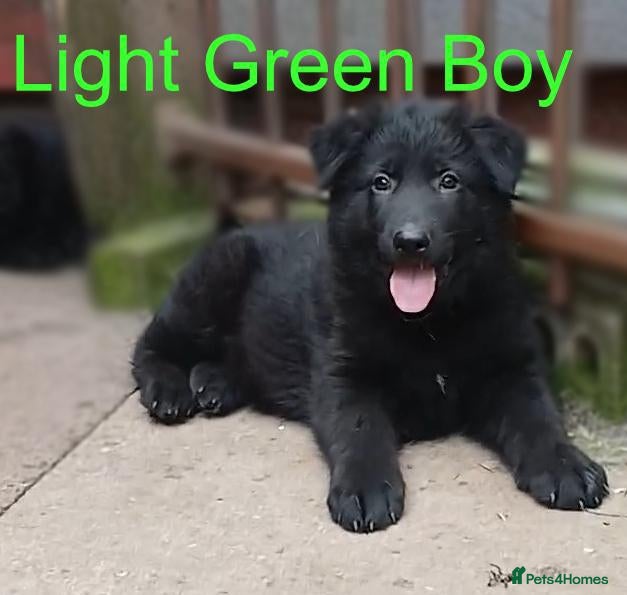 German Shepherd dogs *READY NOW!* BIG, SOLID, GERMAN SHEPHERD PUPS - Advert 4