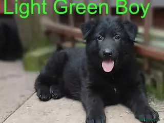 German Shepherd dogs *READY NOW!* BIG, SOLID, GERMAN SHEPHERD PUPS - Advert 4