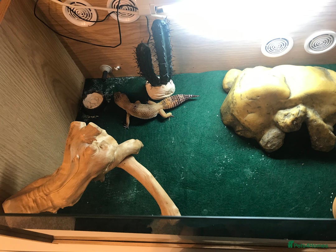 Gecko reptiles for sale: Leopard gecko full set up - Advert 2