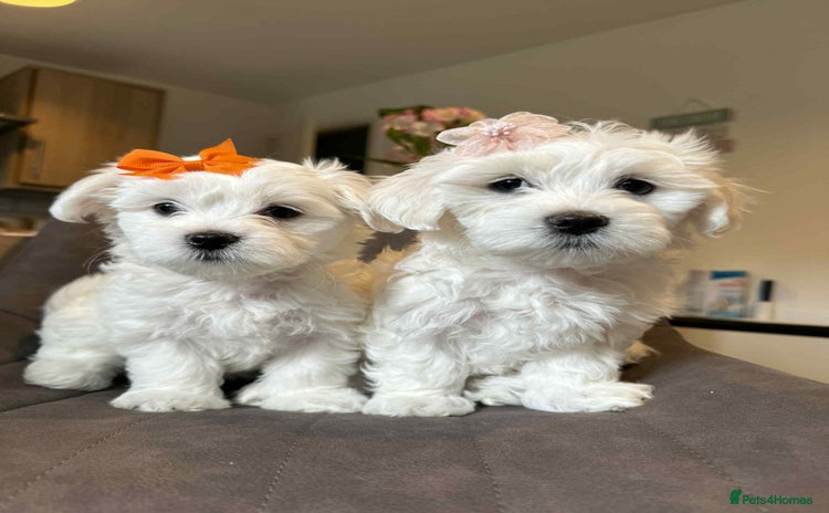 Maltese dogs in Oswestry - Advert 13