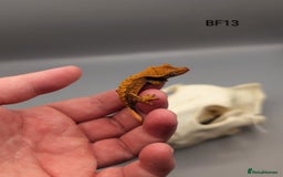 Gecko reptiles for sale: Red Flame Crested Gecko CB25 - Image 5