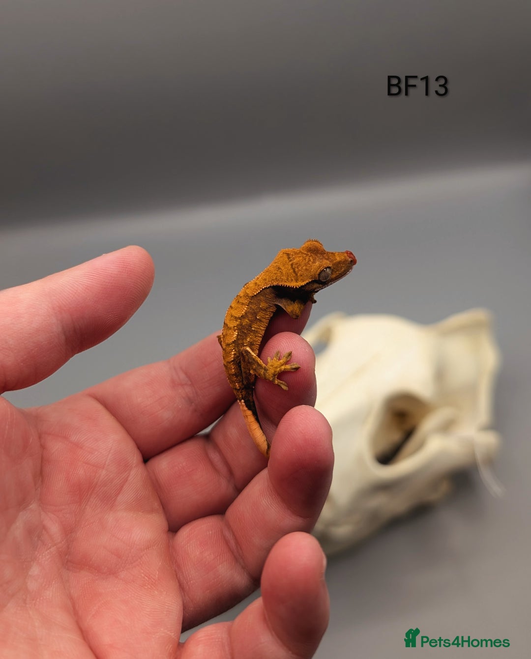 Gecko reptiles for sale: Red Flame Crested Gecko CB25 - Image 5