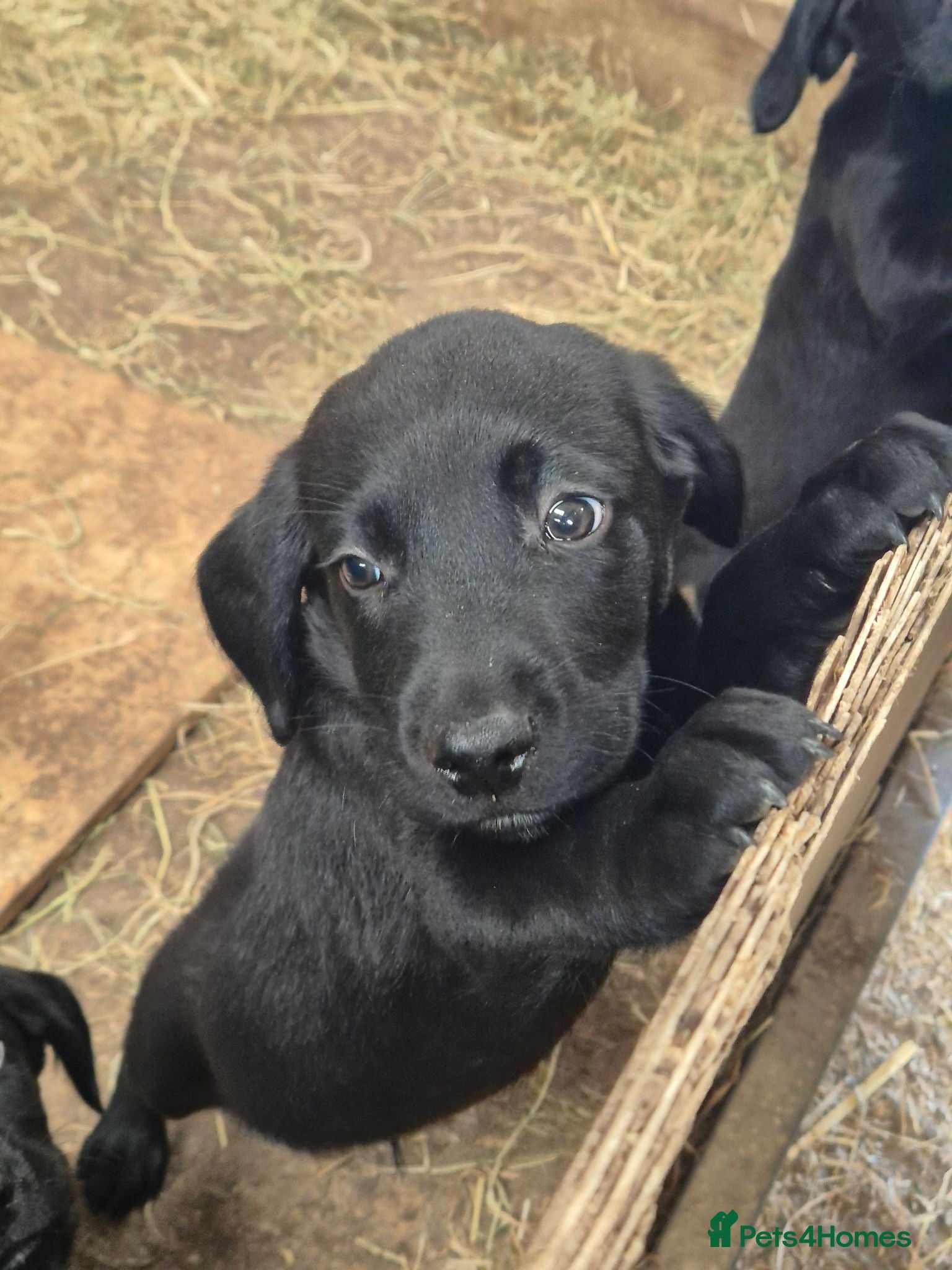Springador dogs Springador Puppies READY NOW - Advert 11