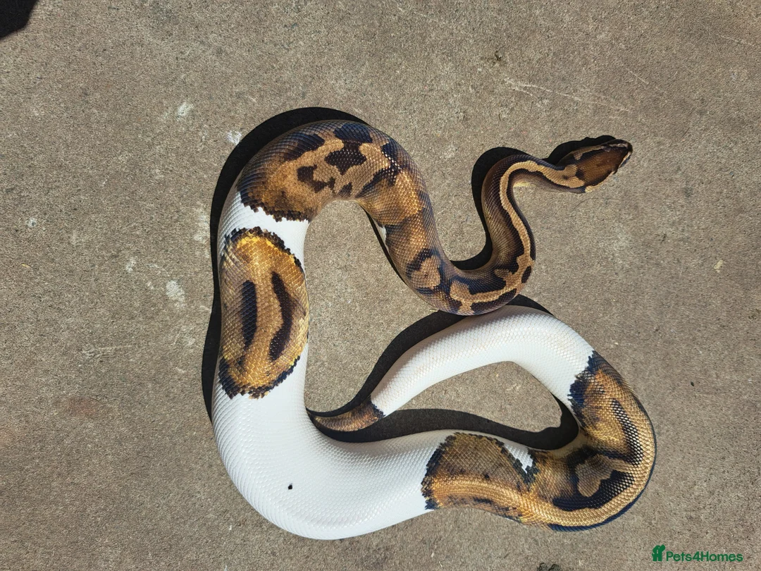 Mixed Breed reptiles for sale: Reptile for sale  - Advert 1