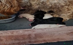Cockapoo dogs for sale: Stunning F2 cockapoo puppies  - Image 10