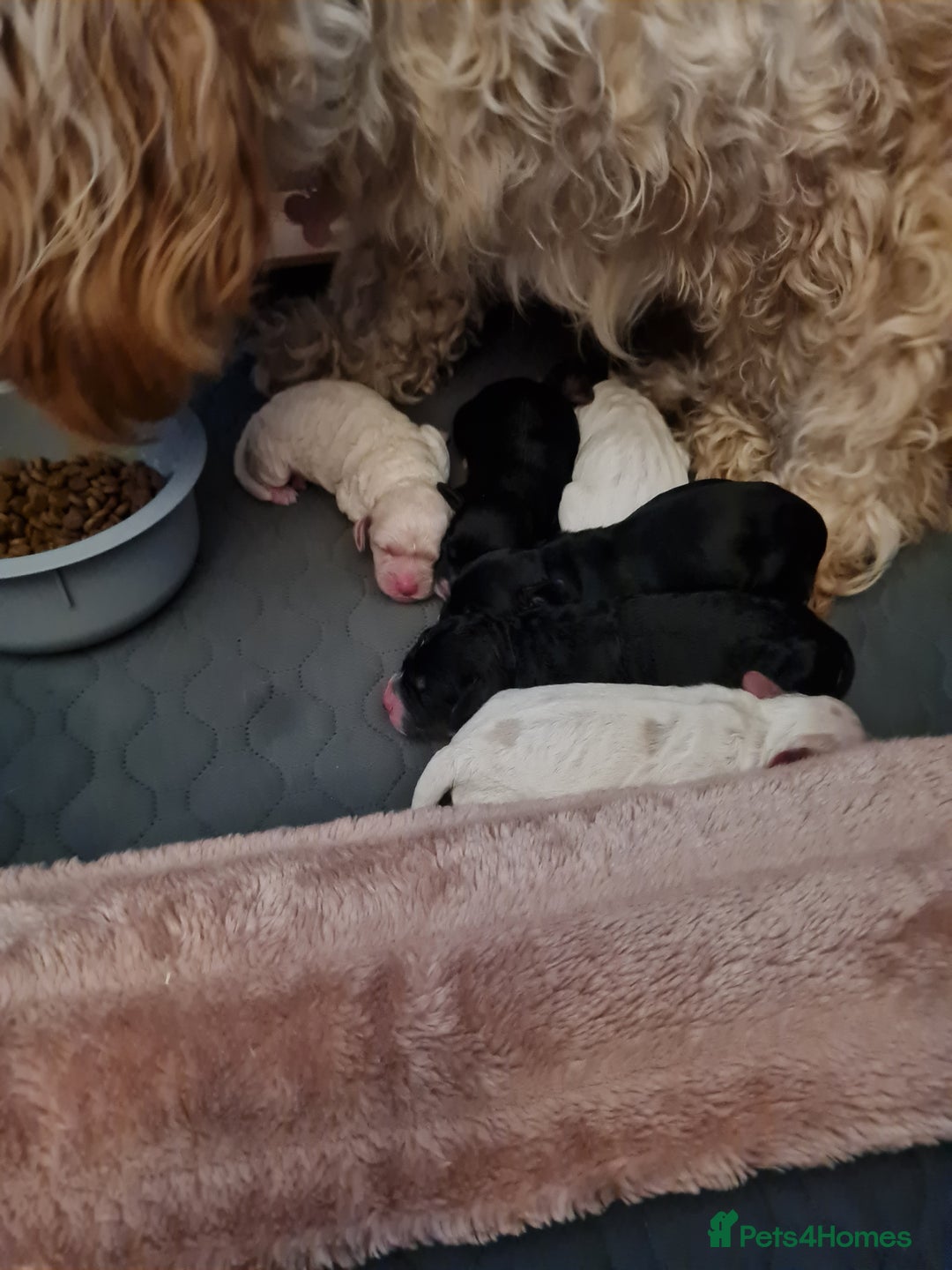 Cockapoo dogs for sale: Stunning F2 cockapoo puppies  - Image 10