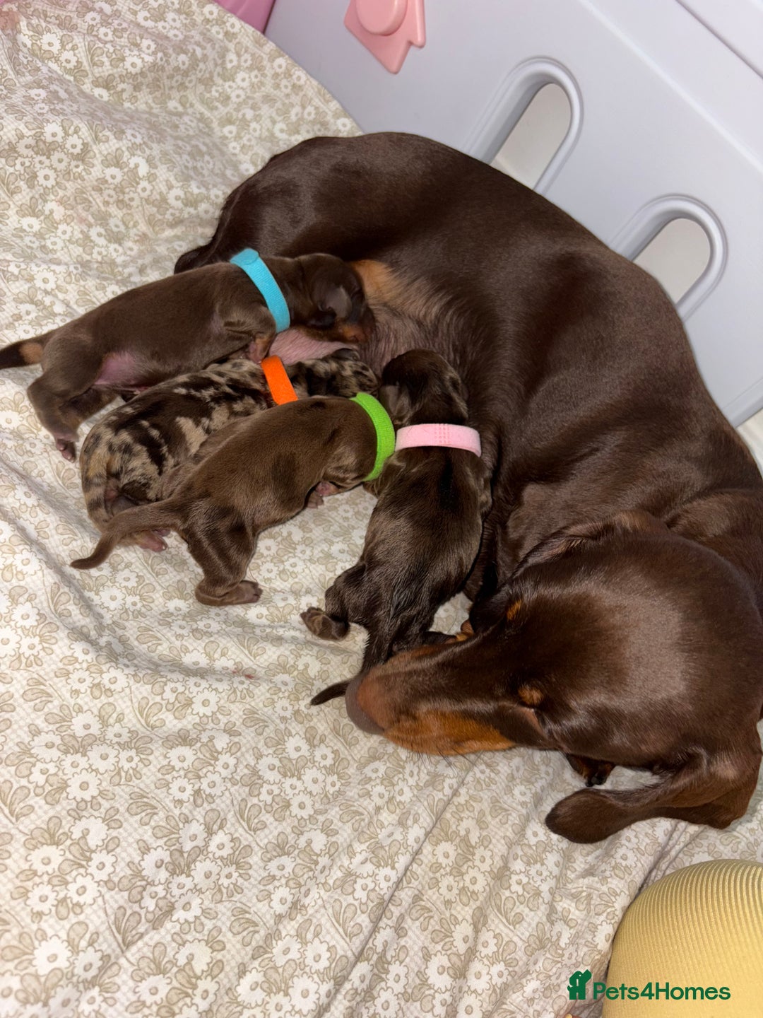 Miniature Dachshund dogs for sale: Miniature dachshund pups for sale 2 boys 1 girl  - Image 20