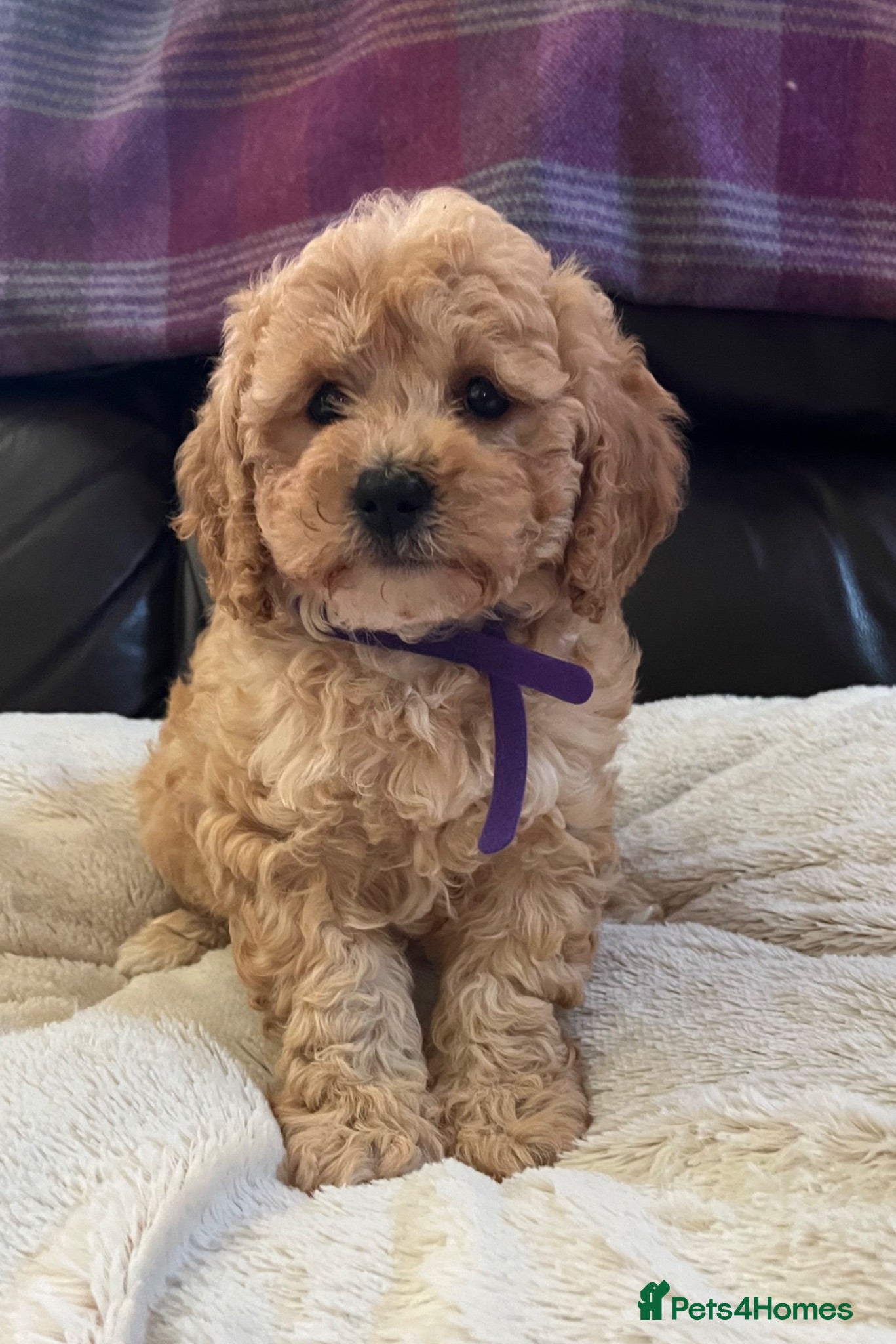 Cavapoochon dogs Cavapoochon girl puppies  - Advert 1