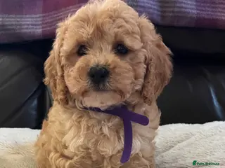 Cavapoochon dogs Cavapoochon girl puppies - Advert 1