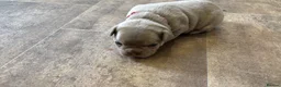 French Bulldog dogs for sale: French bulldog puppies ready to leave in 1 week - Advert 13