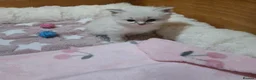 Ragdoll cats for sale: Gorgeous Pedigree chunky ragdolls - Advert 6