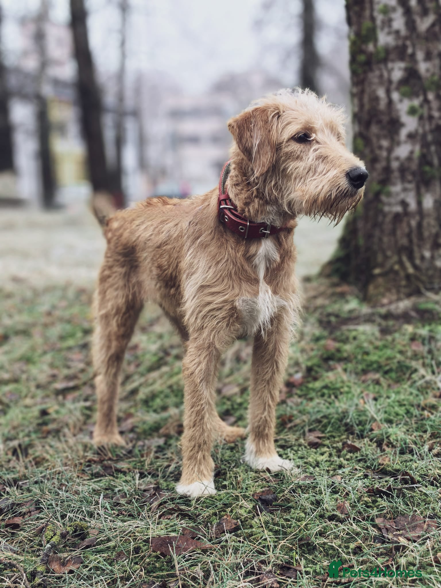 Norfolk Terrier dogs LOTTIE – Female Norfolk Terrier - Advert 15