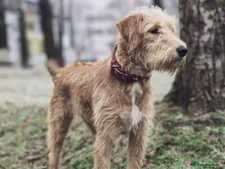 Norfolk Terrier dogs LOTTIE – Female Norfolk Terrier - Advert 6