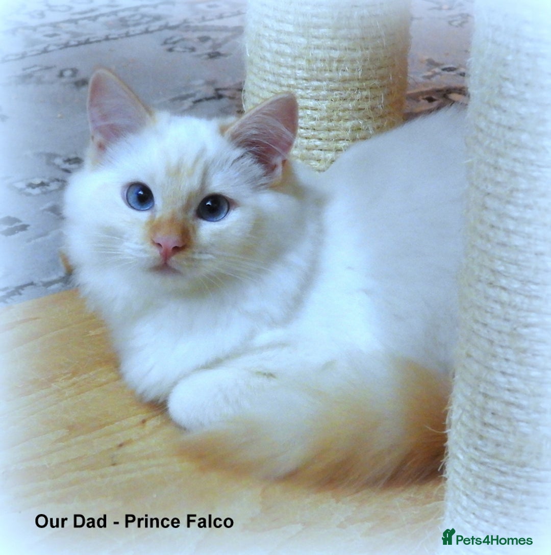 Ragdoll cats for sale: Gorgeous GCCF Reg Ragdoll Kittens - Image 5