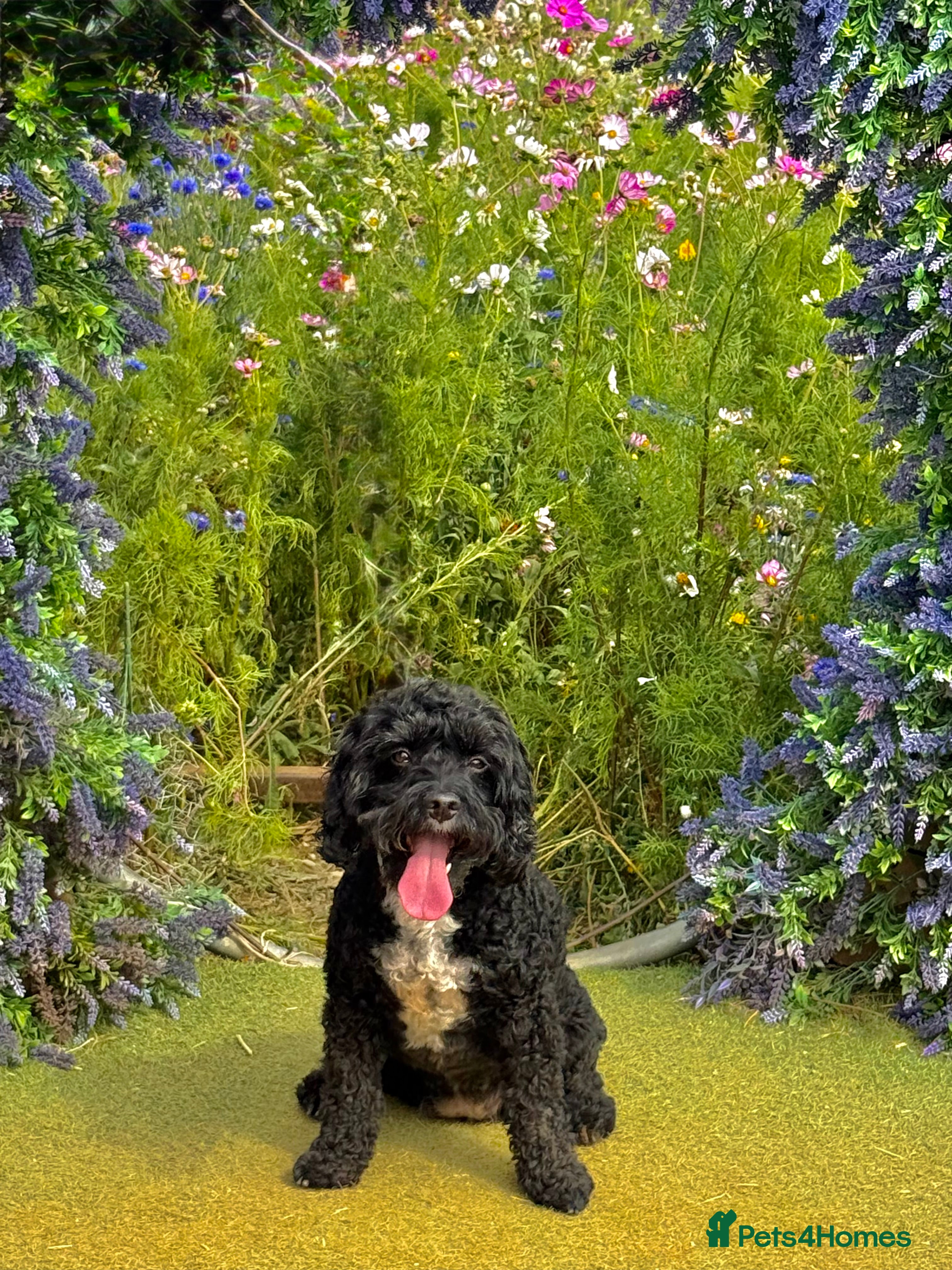 Cockapoo dogs Gwen cockapoo - Advert 3