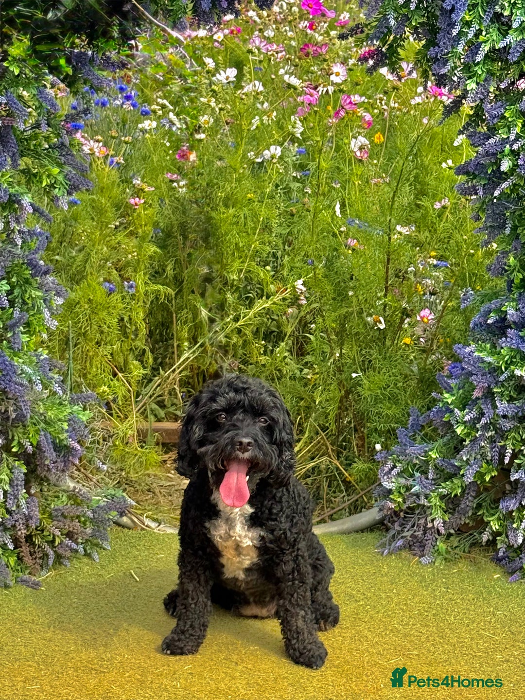 Cockapoo dogs for sale: Gwen cockapoo - Advert 1