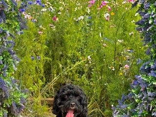 Cockapoo dogs Gwen cockapoo - Advert 1