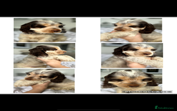 Cocker Spaniel dogs for sale: OUTSTANDING KC REG SHOW COCKER SPANIEL PUPPIES  - Image 23
