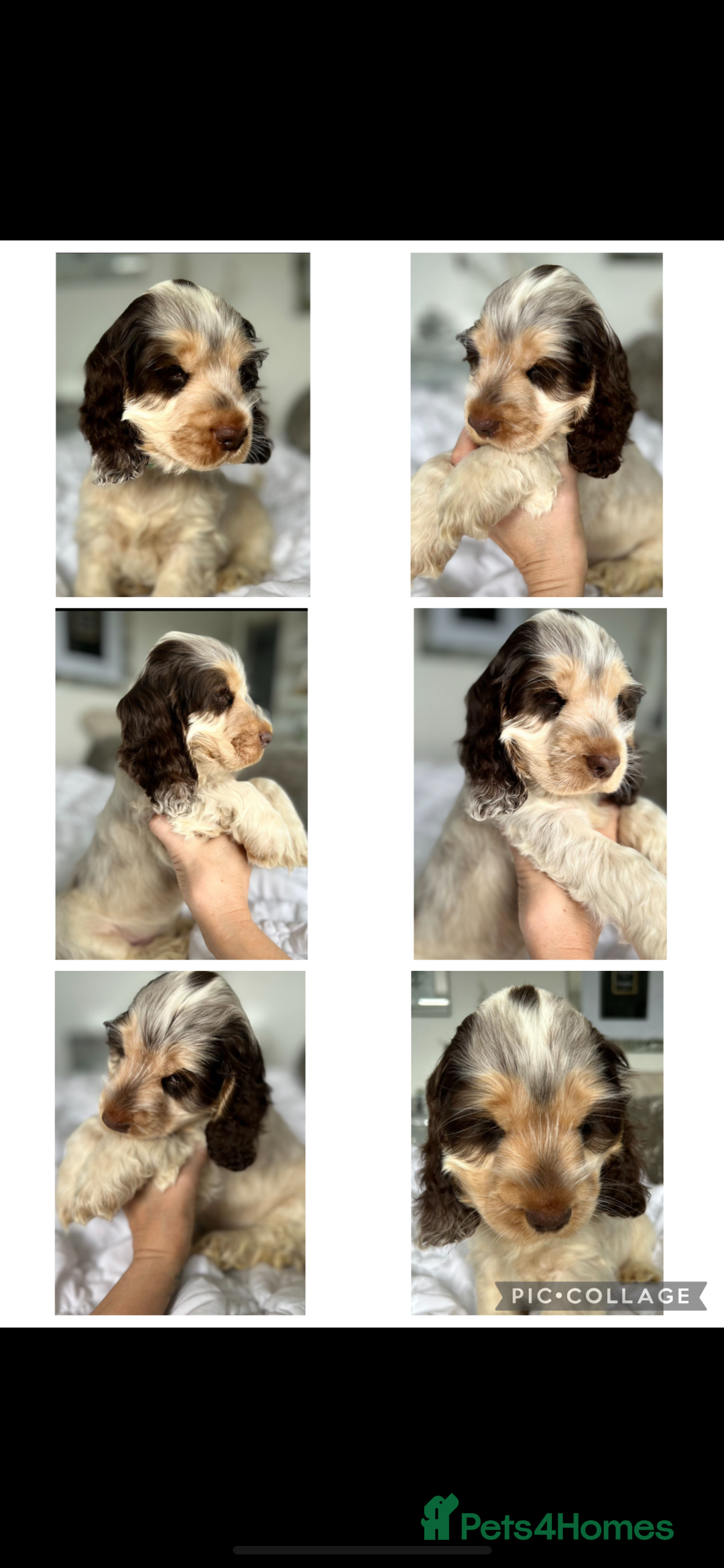 Cocker Spaniel dogs for sale: OUTSTANDING KC REG SHOW COCKER SPANIEL PUPPIES  - Image 23