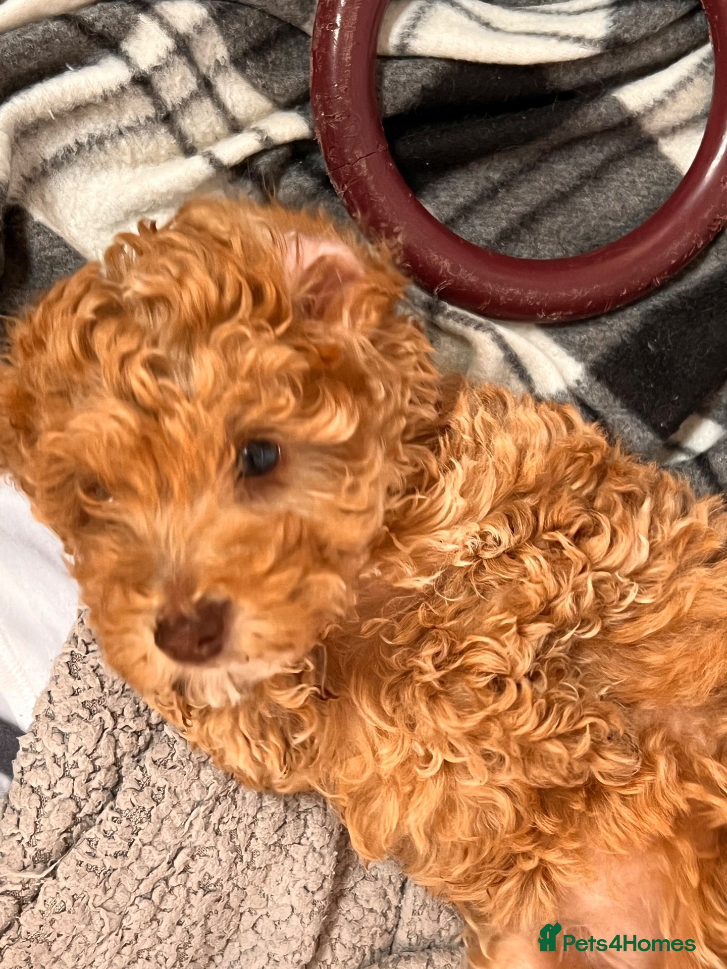 Cockapoo dogs Beautiful cockapoo puppies  ready to leave !  - Advert 4