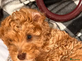 Cockapoo dogs Beautiful cockapoo puppies forever homes ! - Advert 2