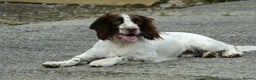 English Springer Spaniel dogs for stud: Working English Springer Spaniel for Stud in Barnstaple - Advert 5