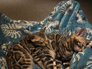 Bengal cats Amazing cuddly Bengal Girl kittens TICA reg - Advert 1
