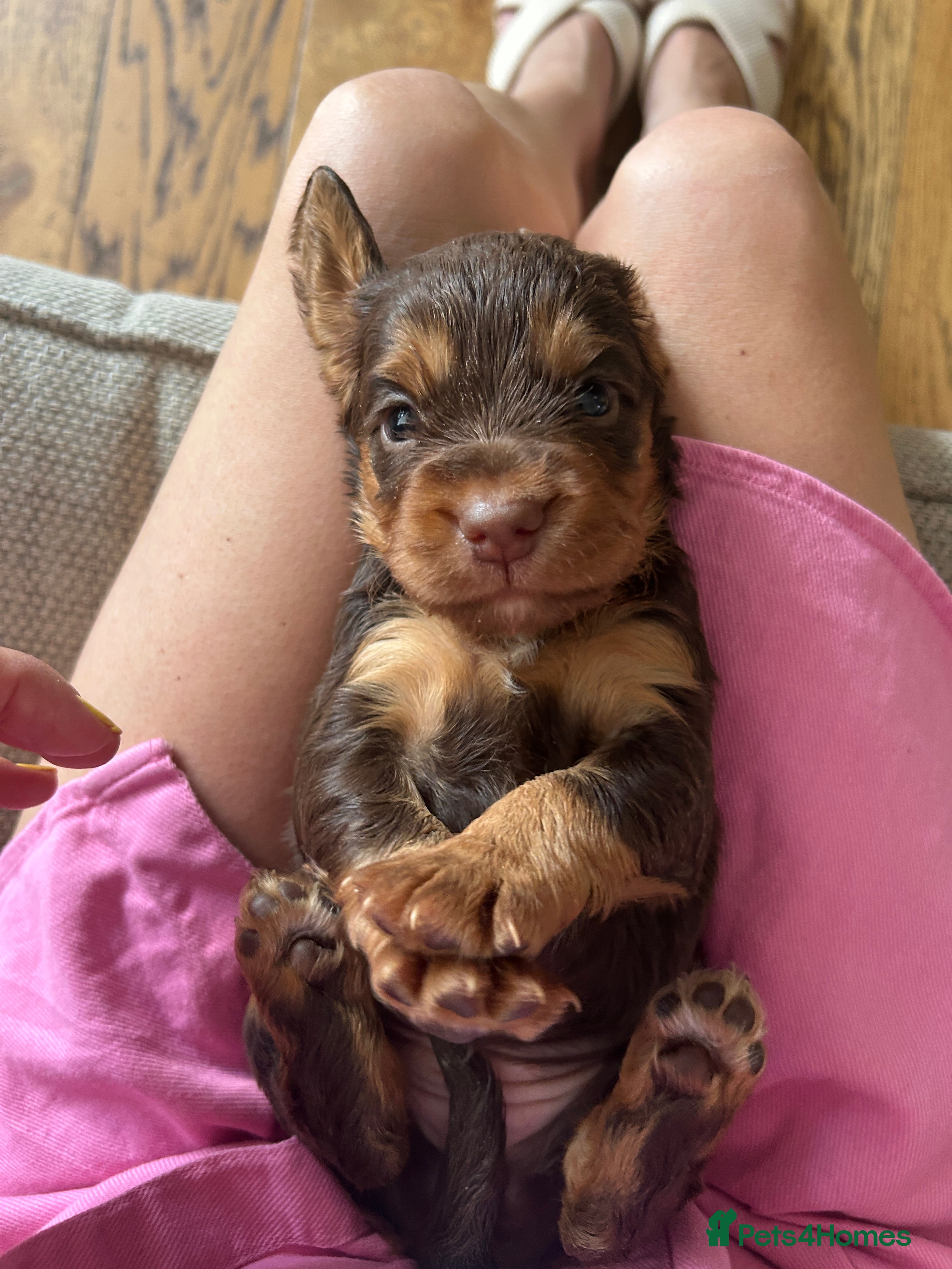 Cocker Spaniel dogs EXCEPTIONAL WORKING COCKER SPANIEL PUPPIES - Advert 2