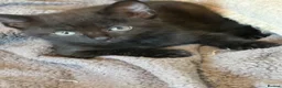 Mixed Breed cats for sale: Kittens Ready Now - Advert 3
