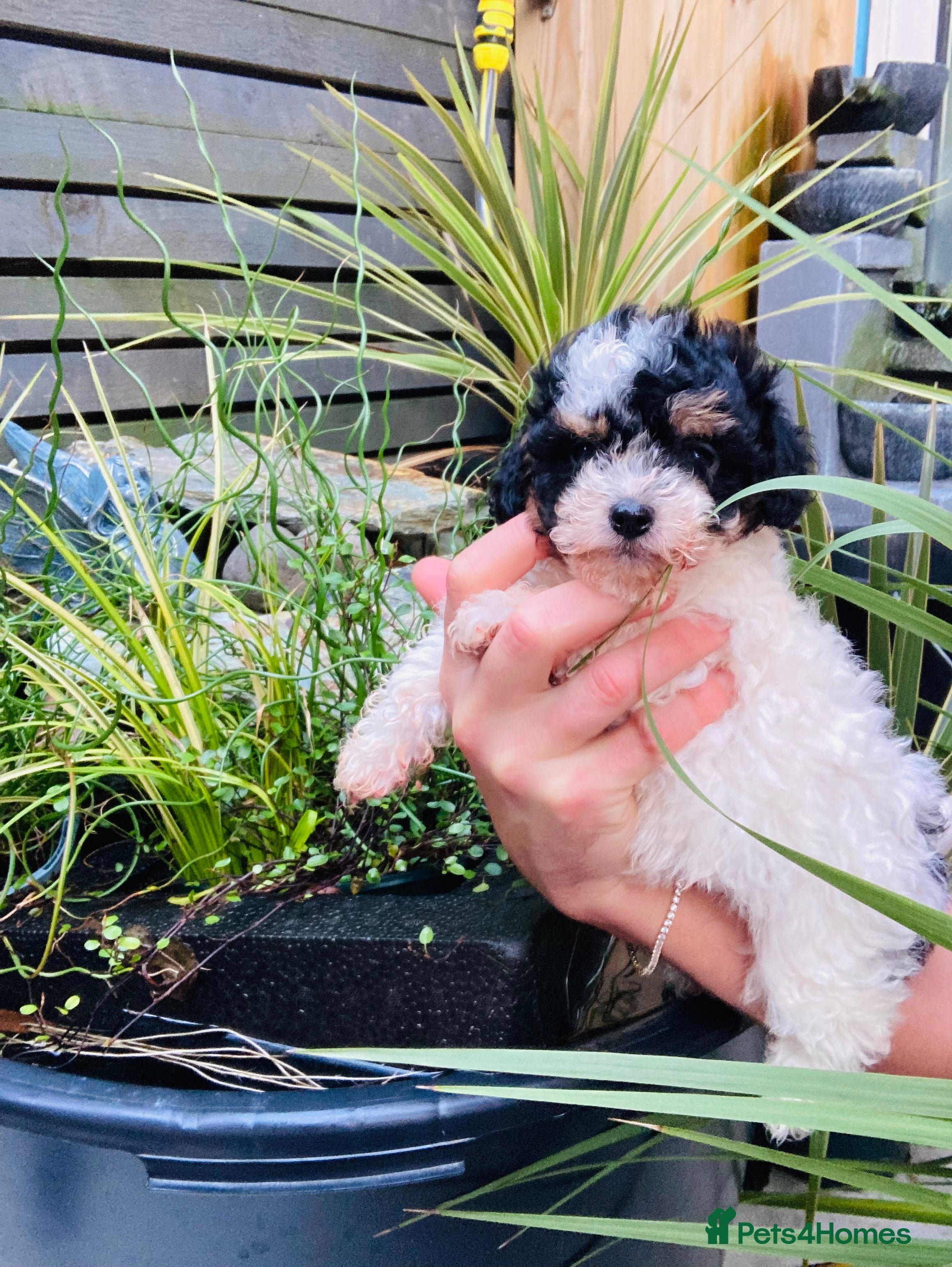 Cavapoo dogs Tricolour cavapoo female 🐾 - Advert 6