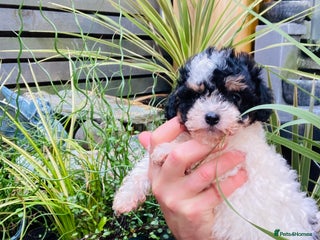 Cavapoo dogs Tricolour cavapoo female 🐾 - Advert 6