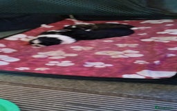 Shih Tzu dogs for sale: Beautiful male full shihzue puppies needing homes - Image 3