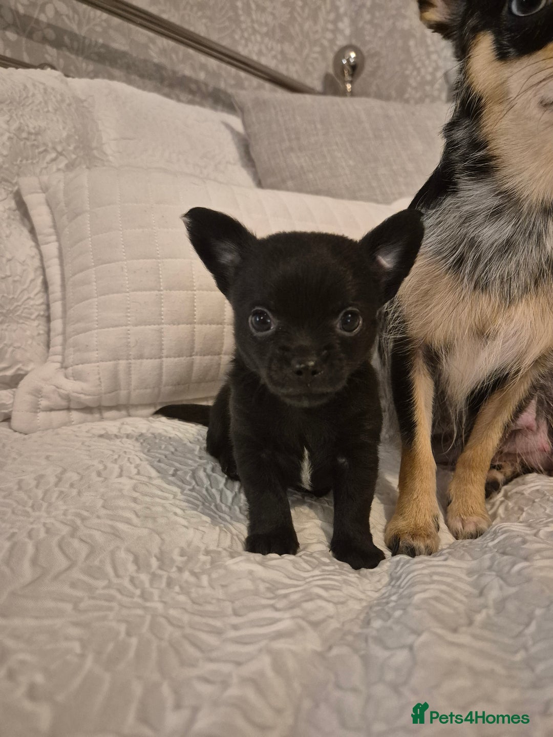 Chihuahua dogs for sale: 4 pure breed chihuahua, 2 merle  2 twins - Advert 30