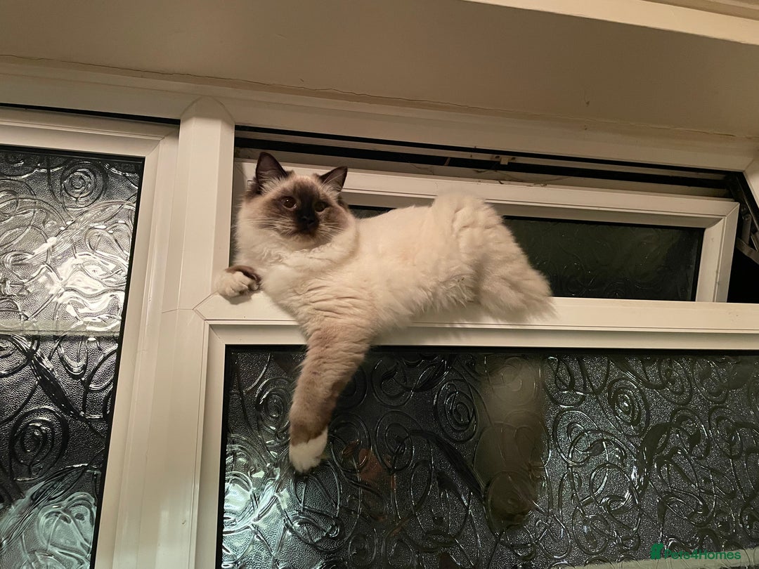 Ragdoll cats for sale: Sweet Ragdoll Kitten - Image 3