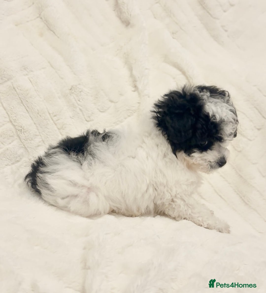 Toy Poodle dogs for sale: Asian poodle  - Advert 6