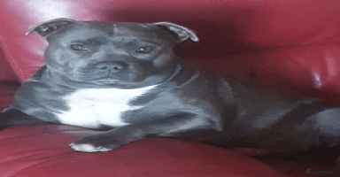 Staffordshire Bull Terrier dogs - Advert 5