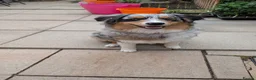 Australian Shepherd dogs for sale: Australian shepherd looking for a new home  - Advert 6