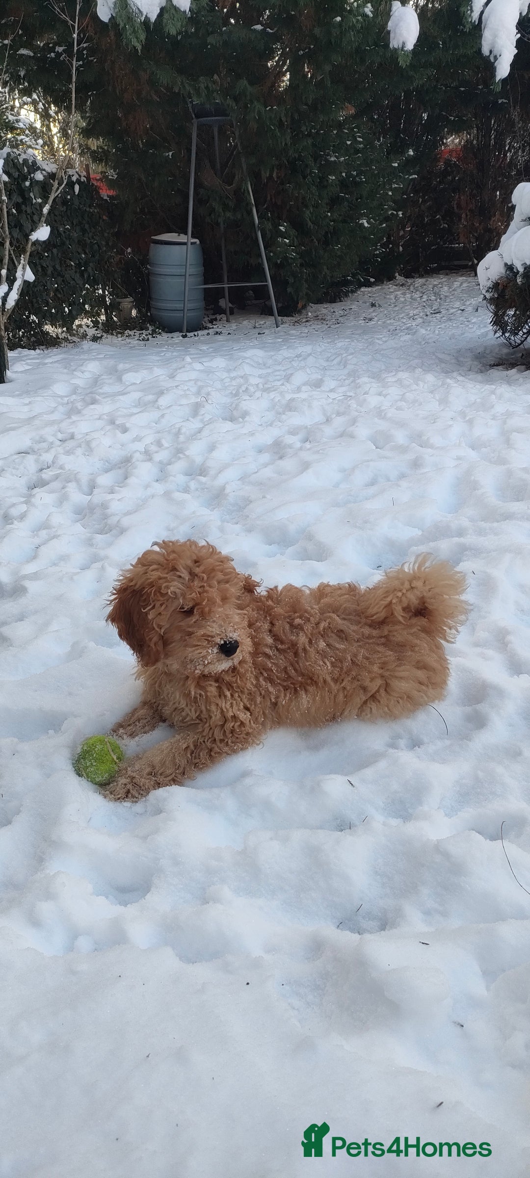 Miniature Poodle dogs for sale: Miniature poodle for sale - Advert 3