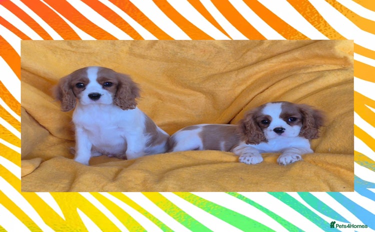 Cavalier King Charles Spaniel dogs - Advert 3