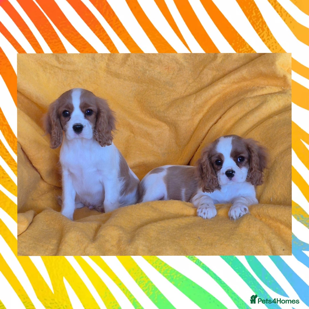 Cavalier King Charles Spaniel dogs for sale: Adorable Cavalier King Charles Spaniel puppies  - Image 1