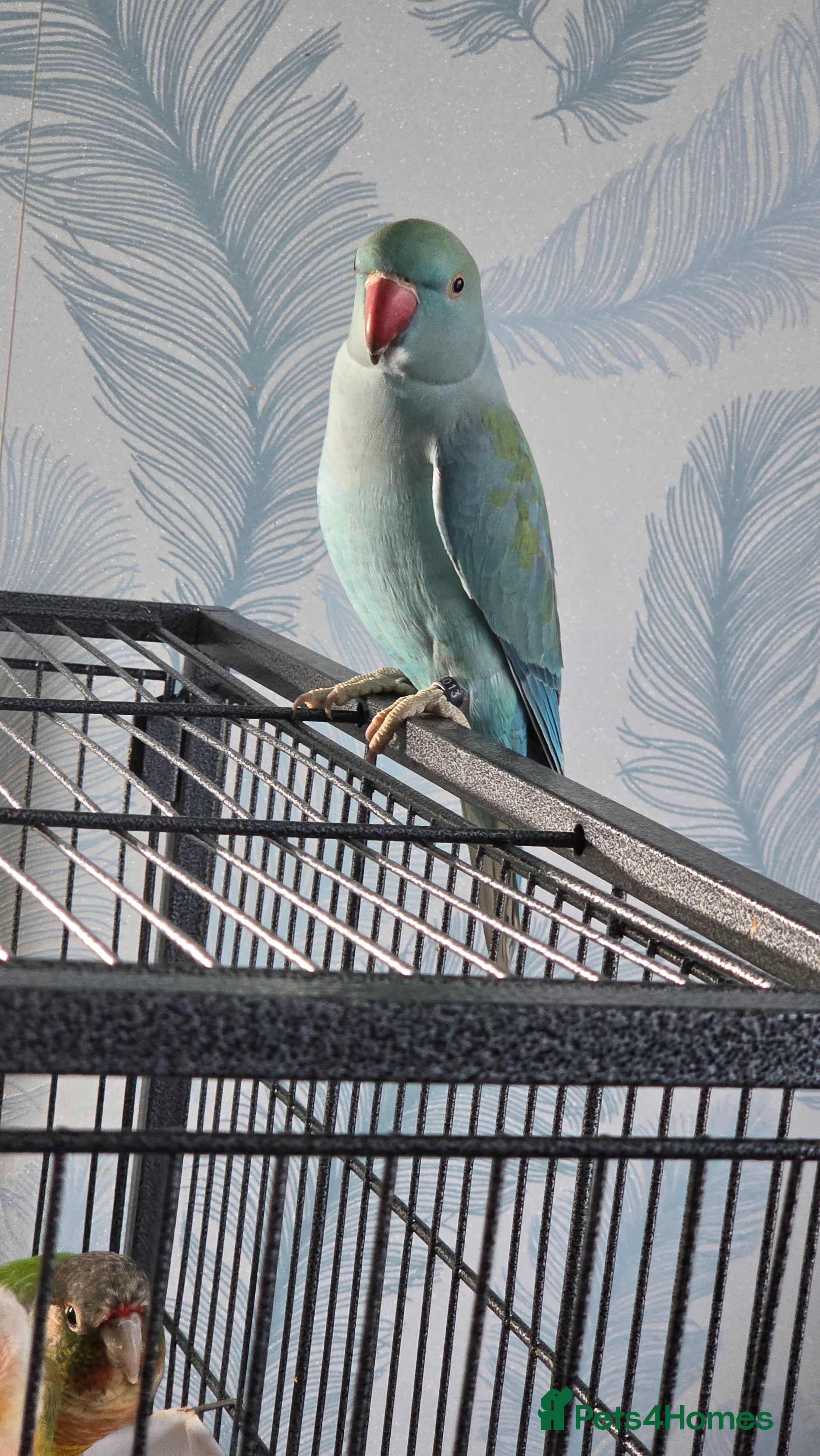 Ringnecks birds Blue IRN looking for new perch  - Advert 1