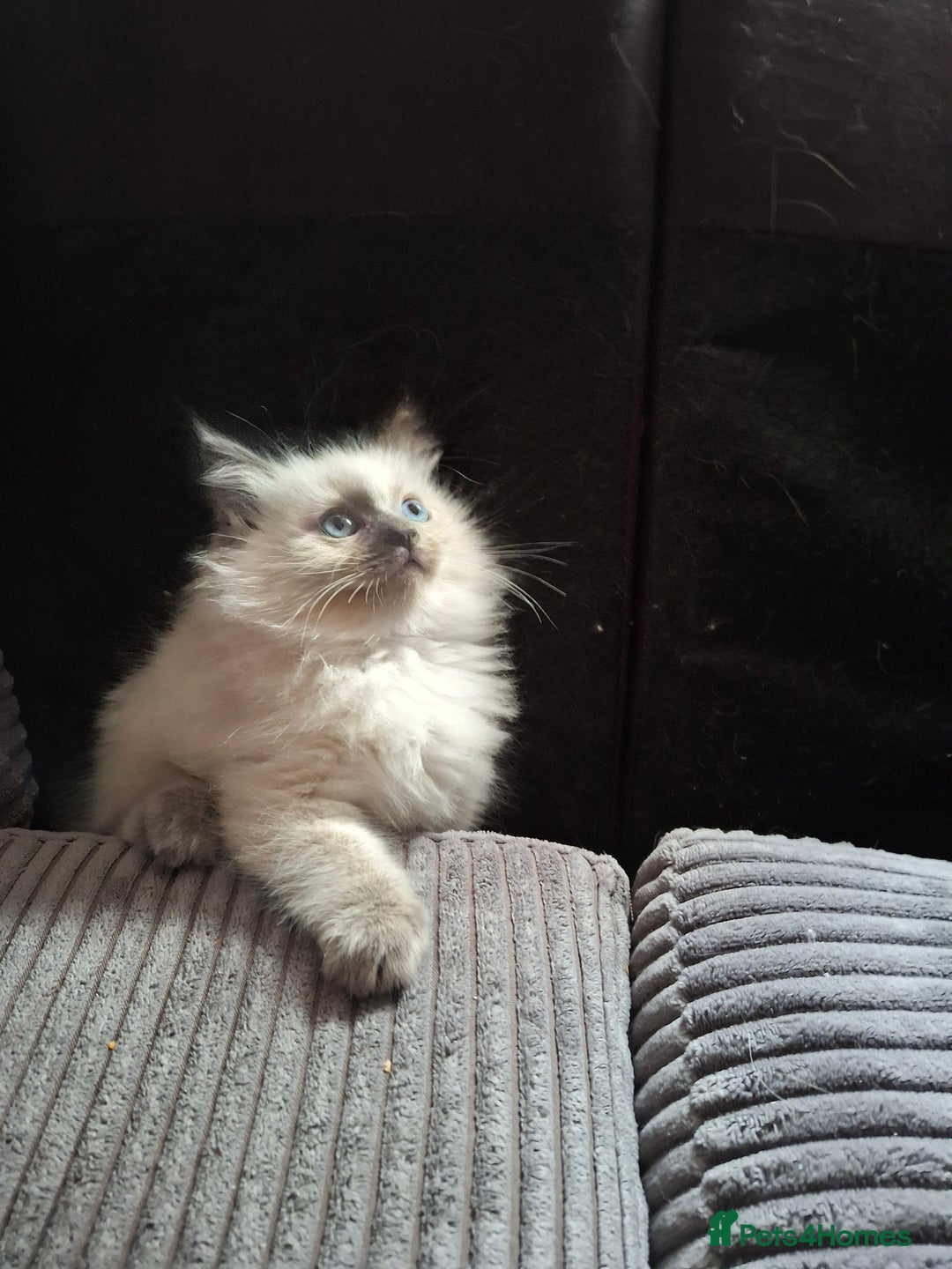 Ragdoll cats for sale: Ragdoll kittens  - Image 4