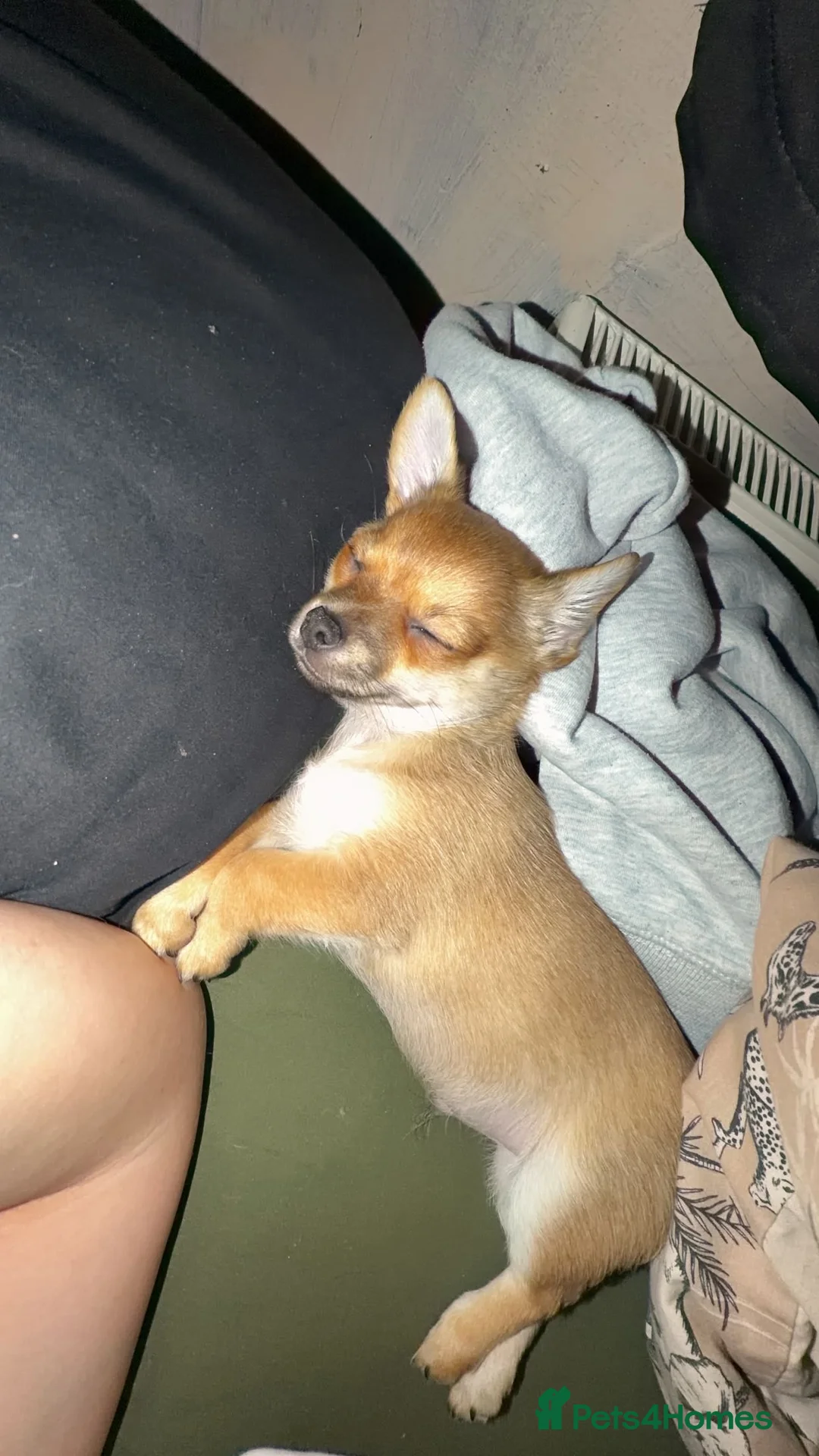 Chihuahua dogs for sale: Chihuahua  - Advert 3