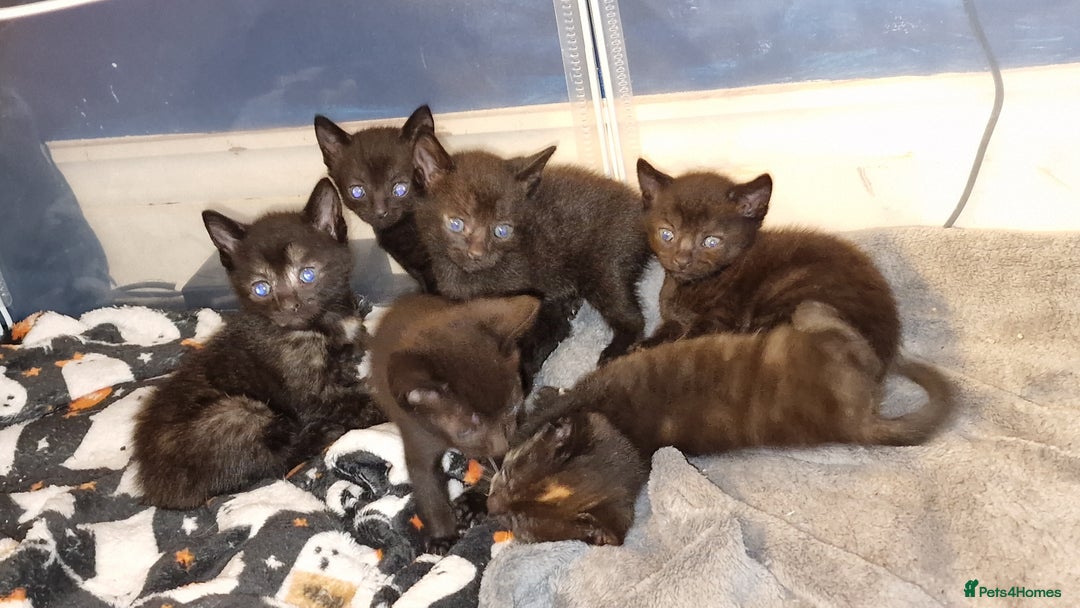 British Shorthair cats for sale: 4 Beautiful Black Kittens  - Image 12