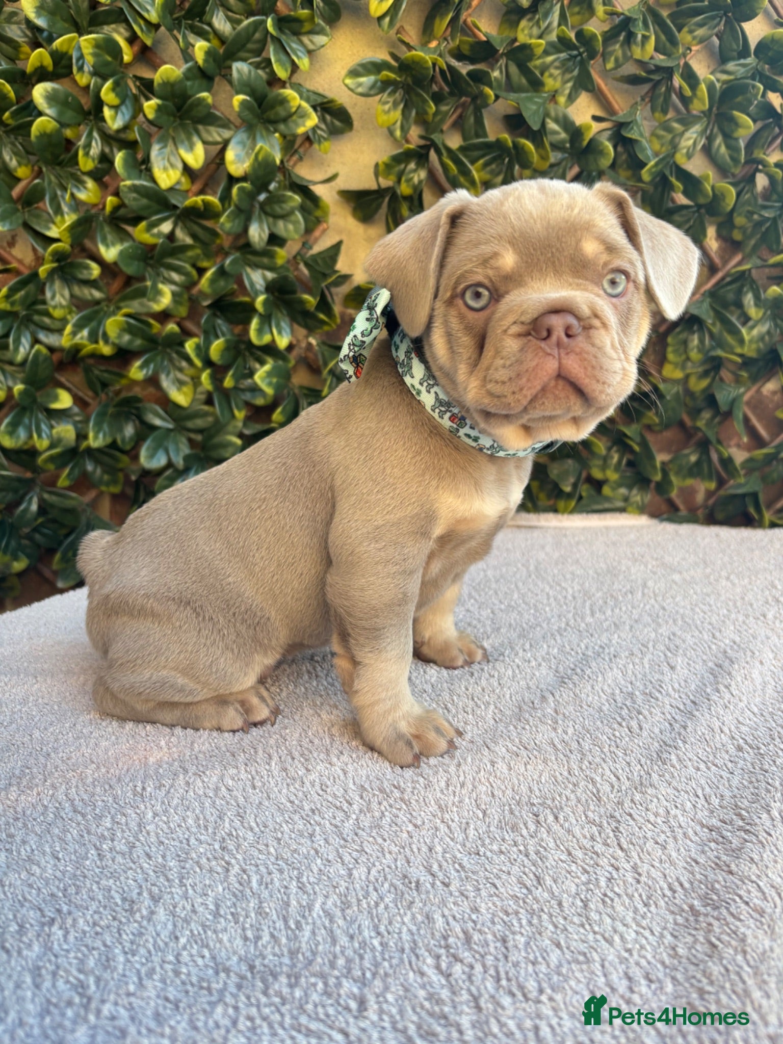 French Bulldog dogs Last of litter of 3 new shade French bulldog pup - Advert 5