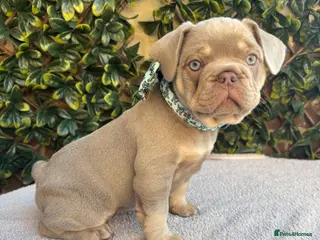 French Bulldog dogs Last of litter of 3 new shade French bulldog pup - Advert 5