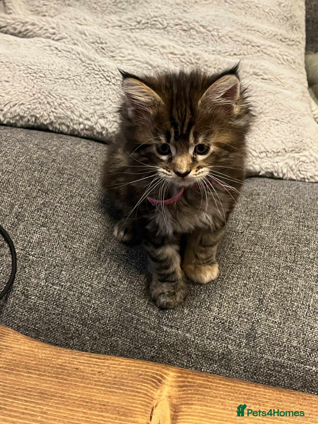 Maine Coon cats for sale: Pure Maine Coon Kittens - Advert 2