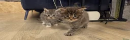 Maine Coon cats for sale: Maine Coon kittens  - Advert 22